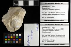 Foto (Objekt + Etiketten) von Eodromites dobrogea (Feldmann et al., 2006) 